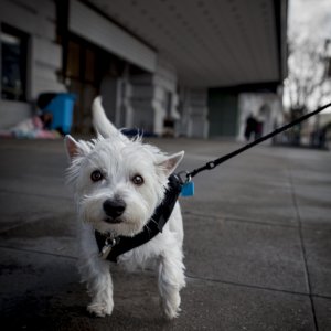 White dog 1-23-10.jpg