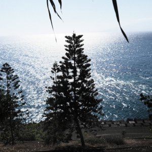 Trees and Atlantic.jpg