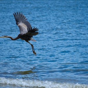 Birds-BlueHeron_**_a.jpg