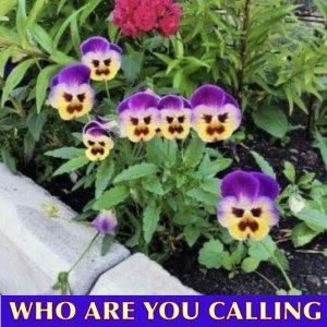 pansies.jpg