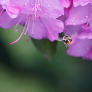POTD May - 1_a 4.jpeg