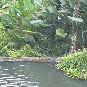 IMG_3137.jpeg
