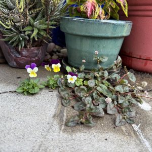 IMG_0772.jpeg