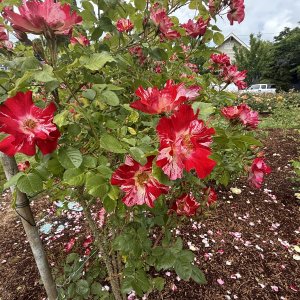 IMG_0914.jpeg