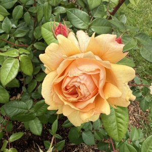 IMG_0908.jpeg