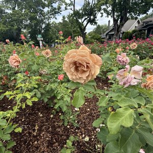 IMG_0916.jpeg