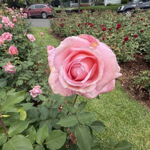 IMG_0919.jpeg
