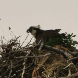 bird.JPeG