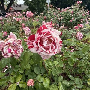 IMG_0920.jpeg