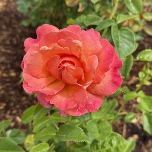 IMG_0924.jpeg