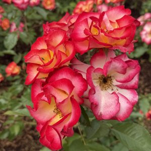 IMG_0927.jpeg