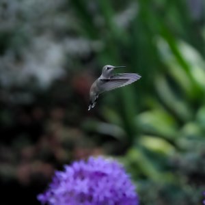 POTD June - 1_a 2.jpeg