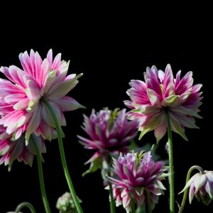 POTD June - 1_a.jpeg