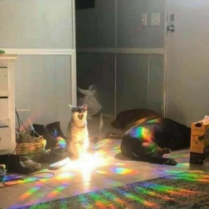 Cat.png