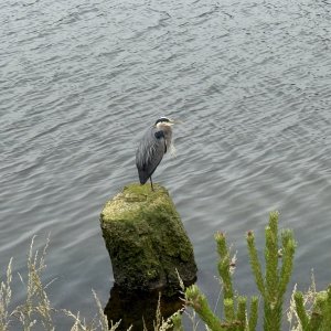 IMG_1064.jpeg