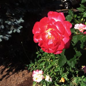 IMG_6162.jpeg