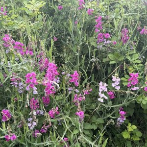 IMG_1124.jpeg