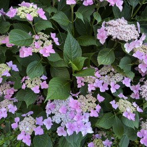 IMG_3248.jpeg
