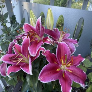 IMG_1148.jpeg