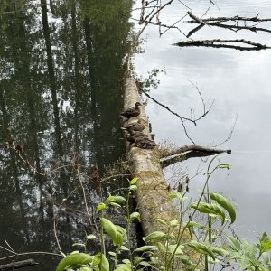 IMG_3258.jpeg