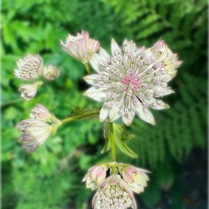 POTD July - 1_a.jpeg