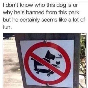 Cool_dog.jpg