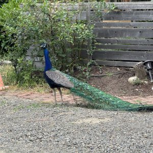 IMG_1187.jpeg