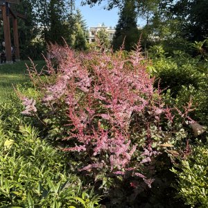 IMG_3335.jpeg