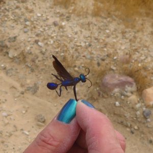 bug552.JPG