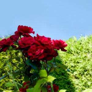 POTD August - 1_a 2.jpeg