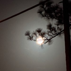 IMG_0073.jpeg