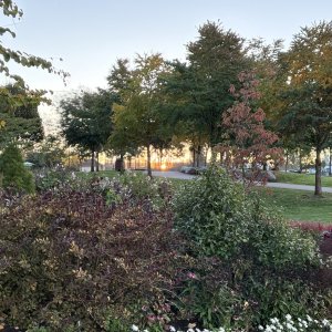 IMG_3597.jpeg