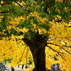 POTD October - 1_a.jpeg