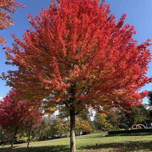 IMG_3604.jpeg