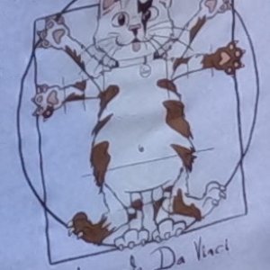 Virtruvian Cat.jpeg