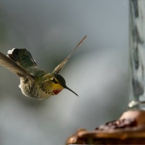 POTD November _a.jpeg