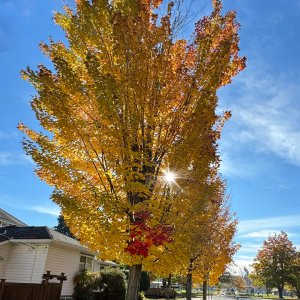 POTD November - 1_a.jpeg