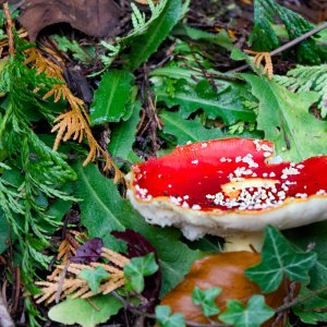 POTD November - 1_a.jpeg