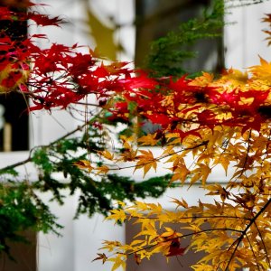 POTD November - 1_a.jpeg