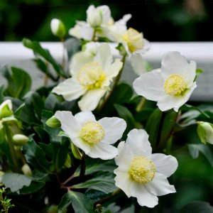 POTD December - 1_a.jpeg