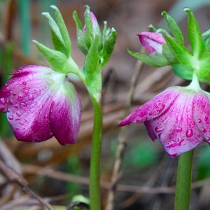 POTD February - 1_a.jpeg