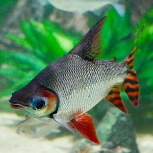 POTD April - 1_a 2.jpeg