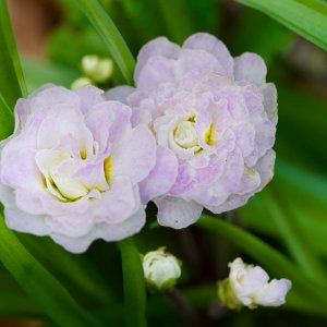 POTD April - 1_a.jpeg