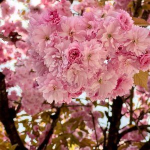 POTD April - 1_a.jpeg