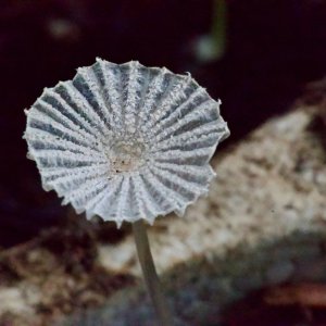 POTD April - 1_a.jpeg