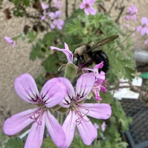 IMG_2042.jpeg