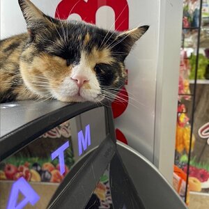 heat wave bodega cat.jpg