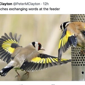 goldfinch brawl.jpg