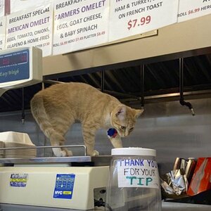 Bodega cat as tip jar checker.jpg