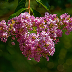 Crepe Myrtle Blossom?.jpeg